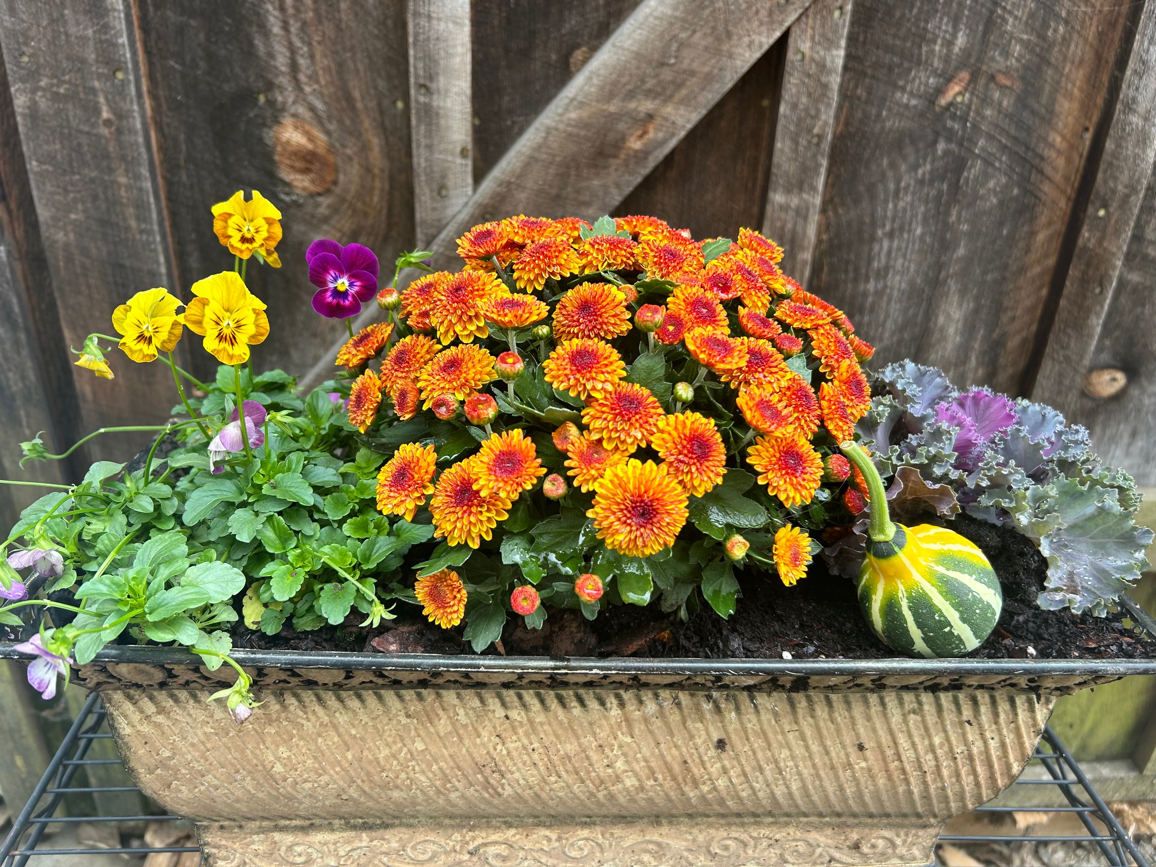 Standard Fall Container Arrangement – West Virjeni