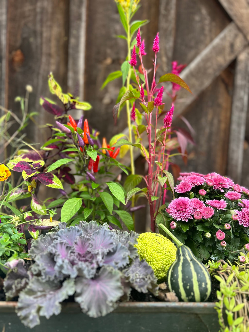 Premium Fall Container Arrangement – West Virjeni