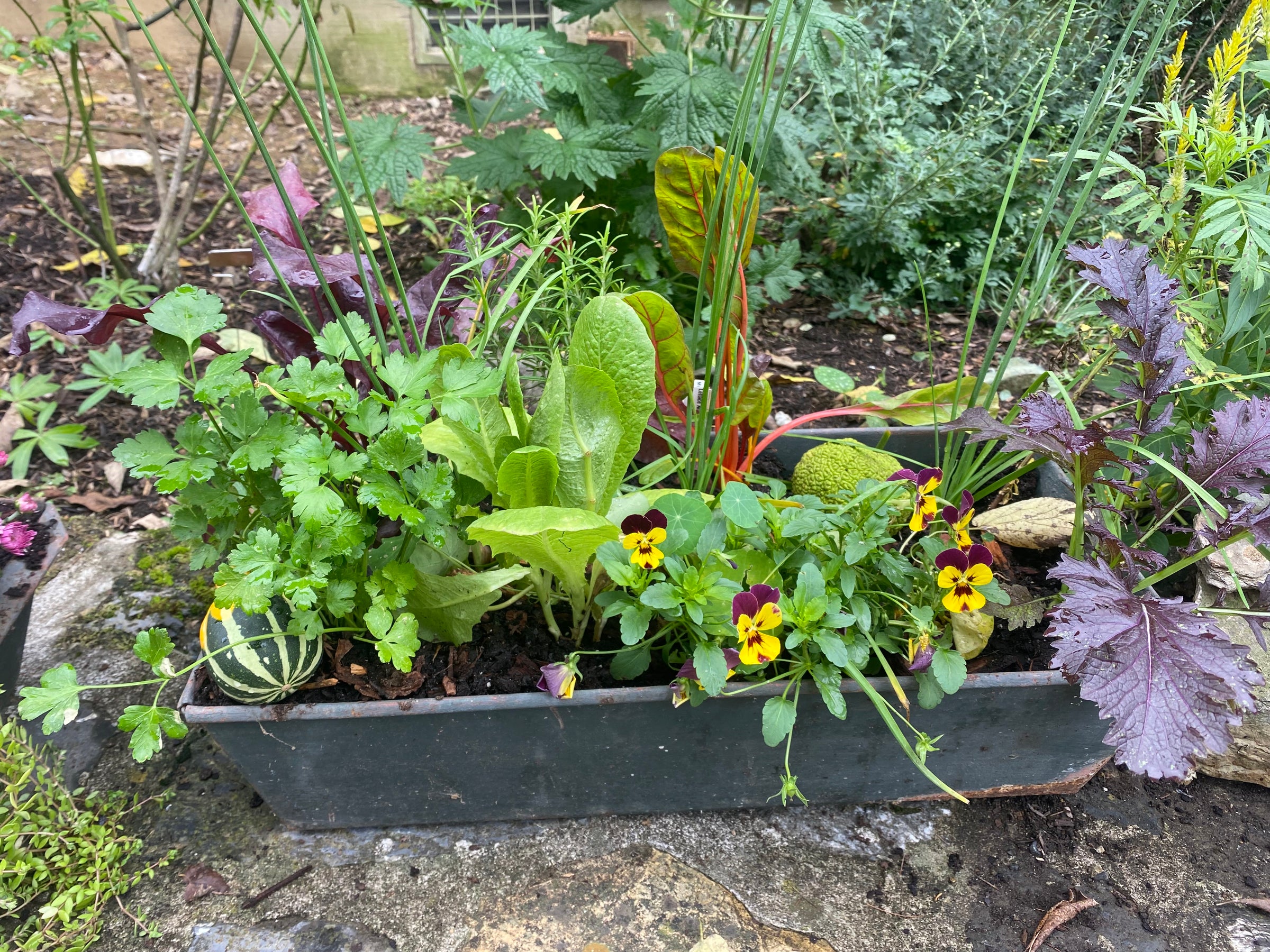 edible plant pots Large Edible Garden Container Arrangement – West Virjeni