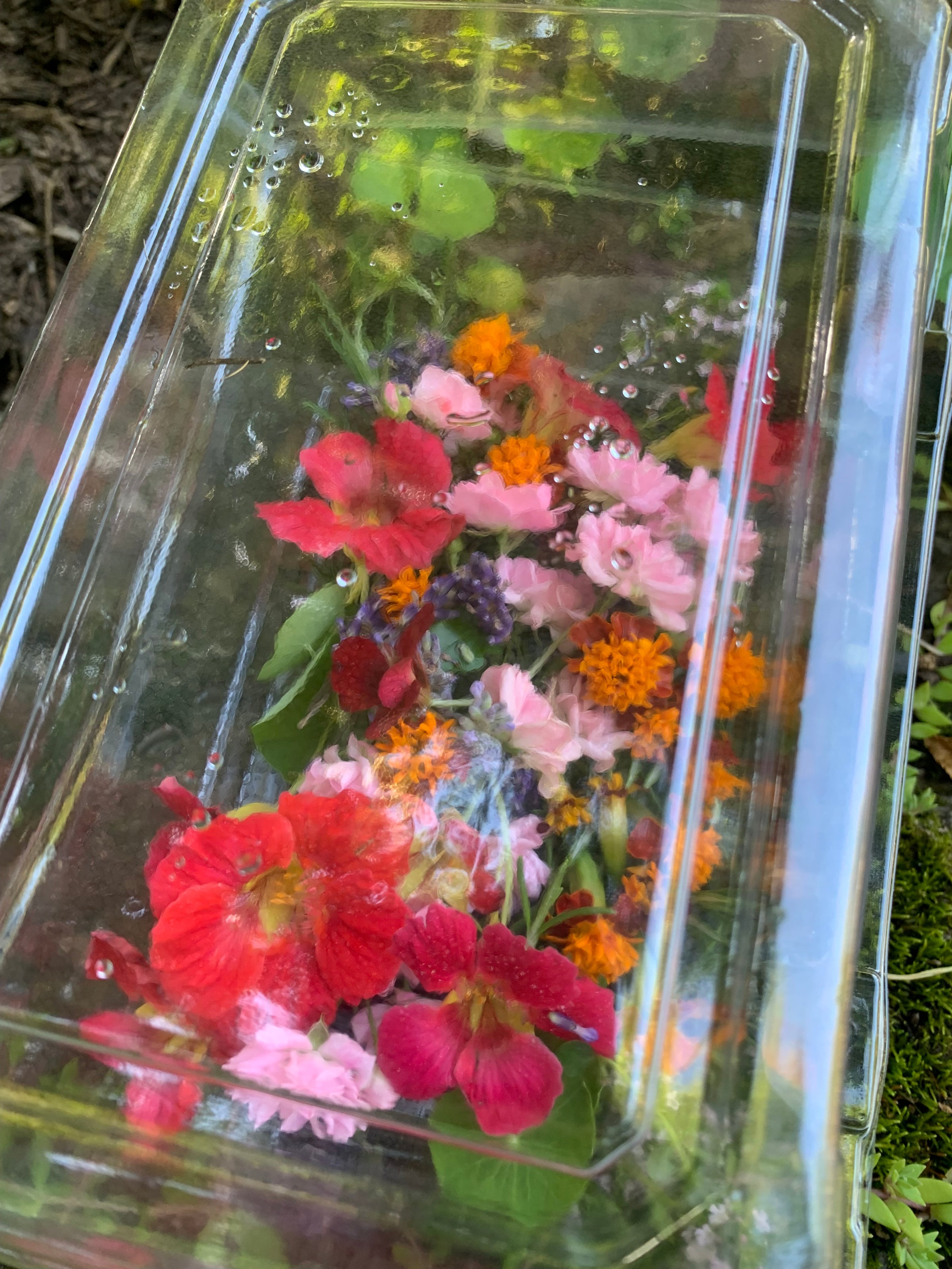 Edible Flowers Large Box